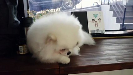 Pomeranian washes his face just like a cat