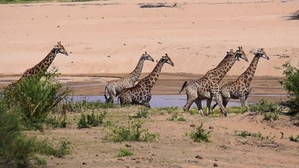 a Tower of Giraffes running in Kruger Park amazing sight!