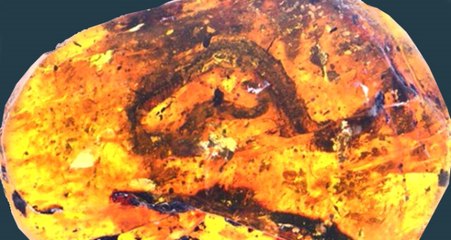 99 Milyon Yıllık Yılan Fosili Bulundu