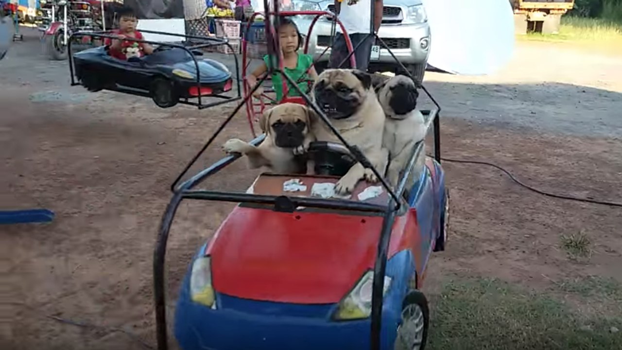 Des chiens s'amusent comme des enfants sur un manège !