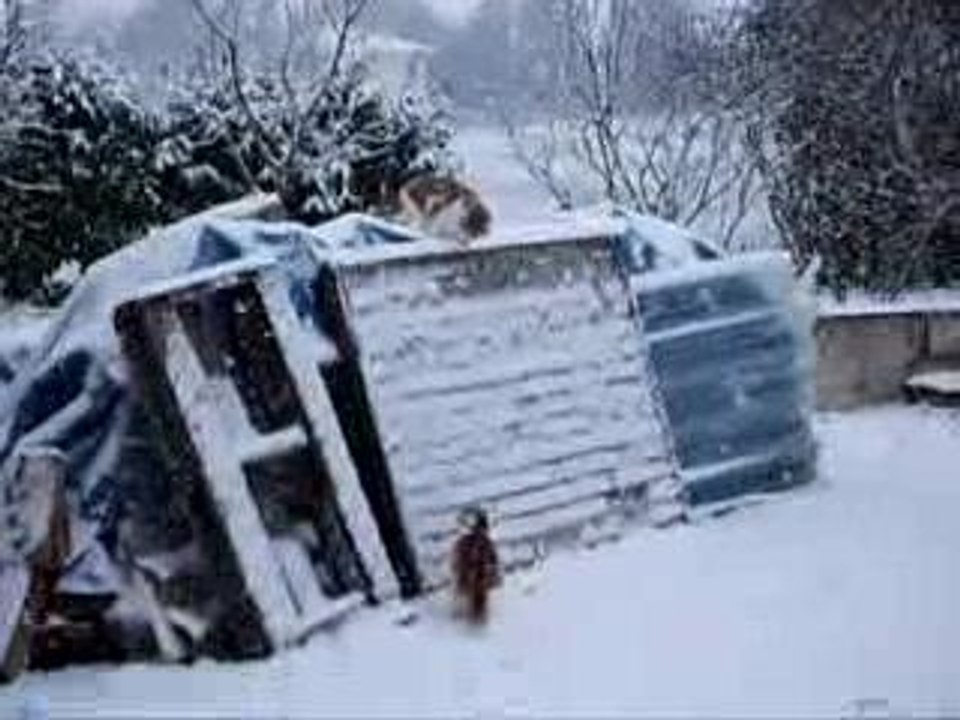 Les chats sous la neige
