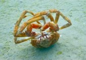 Crab Tumbles on the Ocean Floor