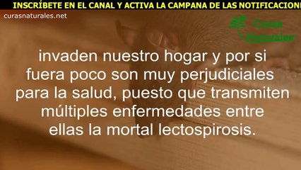 Pon Esto En Las Esquinas De Tu Casa Y Los RATONES Desaparecerán Como Por Arte De Magia.