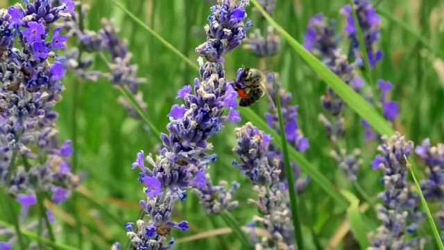 Alpes-de-Haute-Provence : la lavande fine prête à récolter à Redortiers