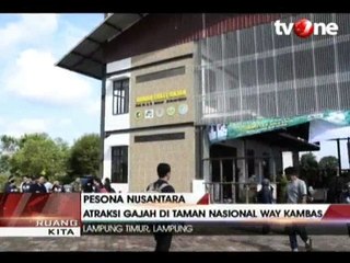 Serunya Atraksi Gajah di Taman Nasional Way Kambas