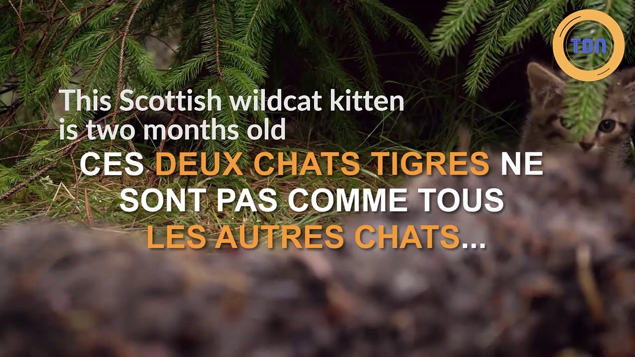 Un sauvetage de chatons pas comme les autres !