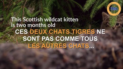 Un sauvetage de chatons pas comme les autres !