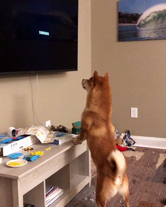 Dog Chases TV Logo
