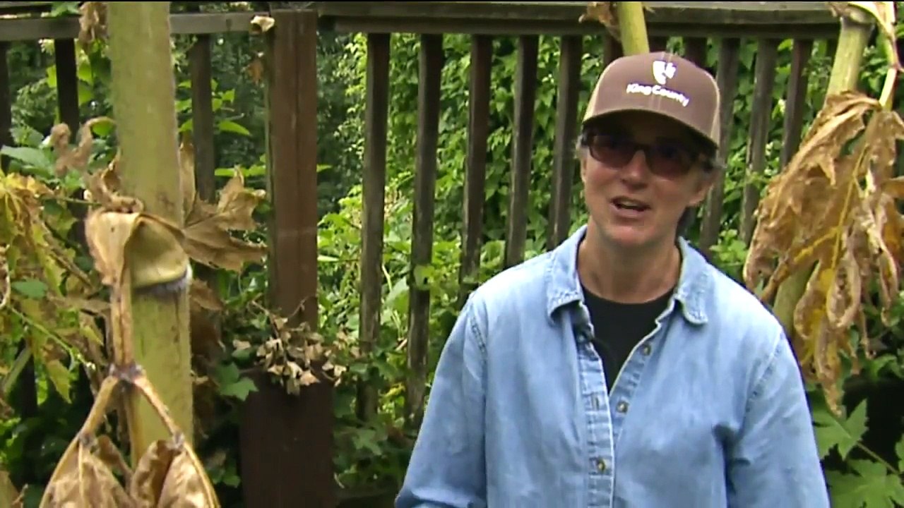 Plant That Causes Burns, Blindness Found in Washington State