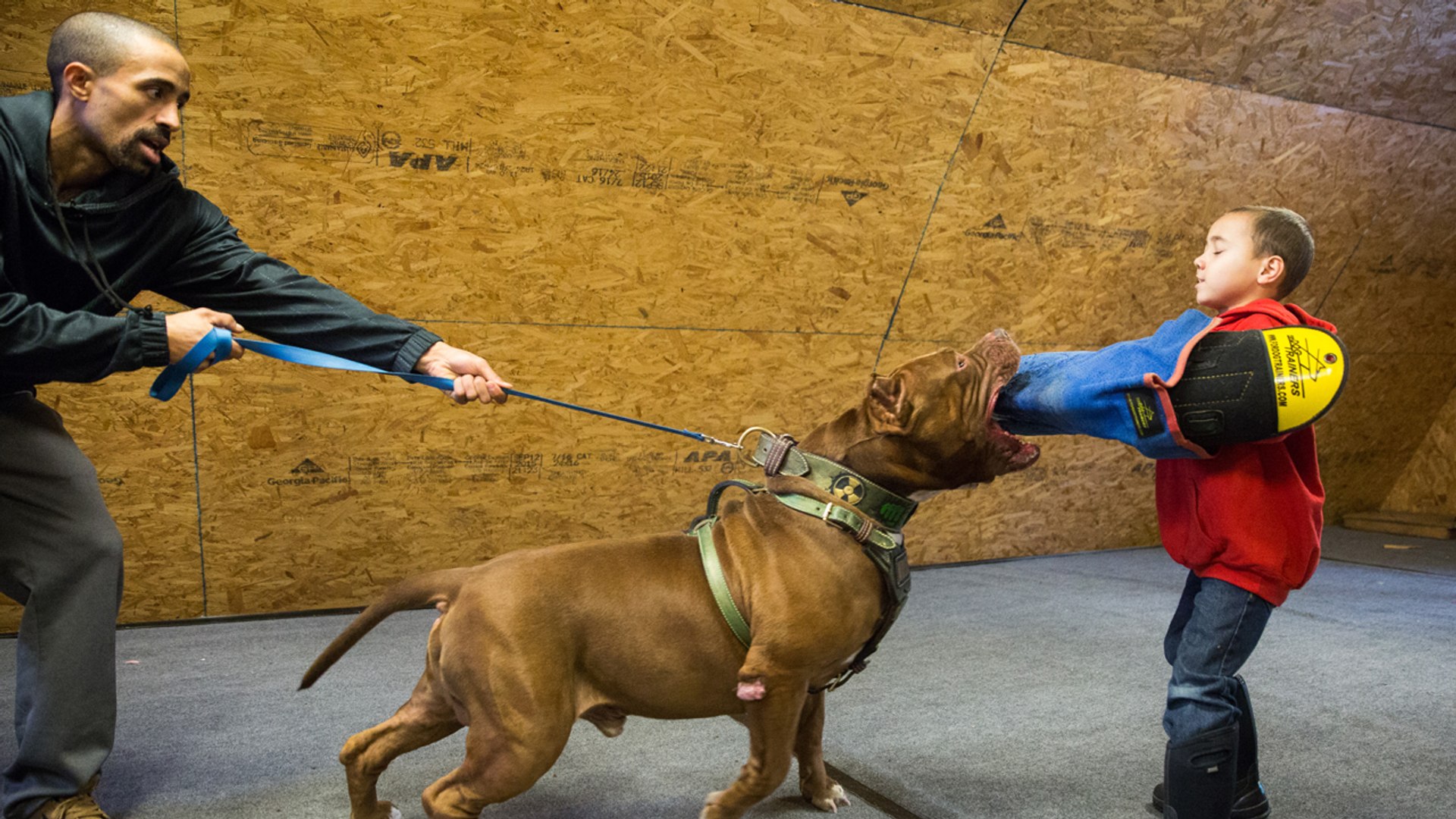 Hulk Attacks 6 Year Old Pit Bull Trainer Dog Dynasty Video Dailymotion