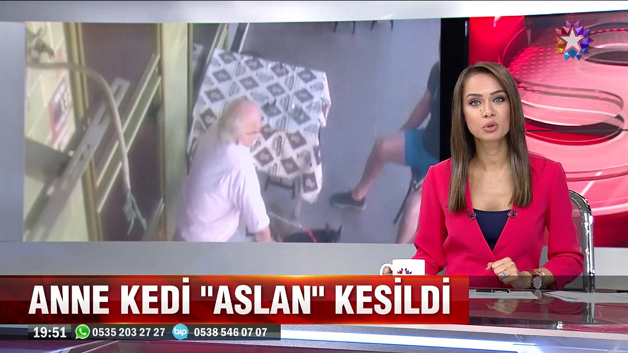 Kedi değil Aslan parçası yavrusunu korumak için havaya uçtu