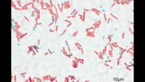 Bacillus subtilis - Video Learning - WizScience.com