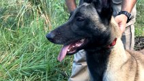 Treinamento para cães dos Bombeiros na Serra