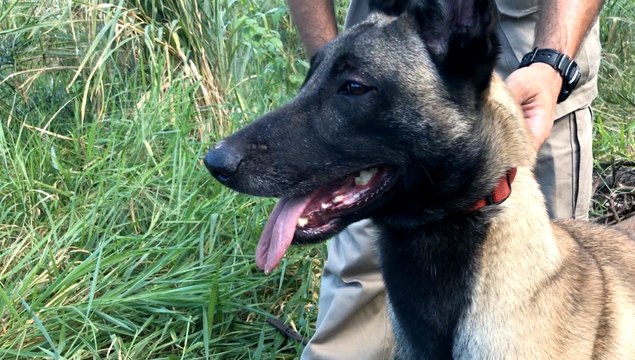 Treinamento para cães dos Bombeiros na Serra