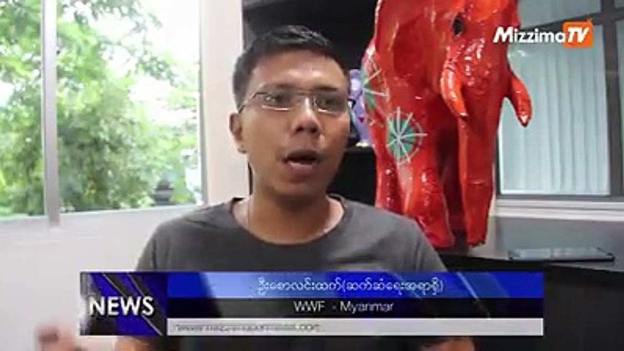 ျမန္မာ့ေတာဆင္ရိုင္း စကၠဴဆင္ရုပ္ႀကီးကို ကမာၻ႔အႀကီးဆံုးဆင္ရုပ္အျဖစ္ သတ္မွတ္ခံရ===================ကမၻာ့အႀကီးဆံုးစကၠဴရုပ္အျဖစ္ ဝင္ေရာက္ယွဥ္ၿပိဳင္ထားသည့္ ျမန္မာ့ေတ
