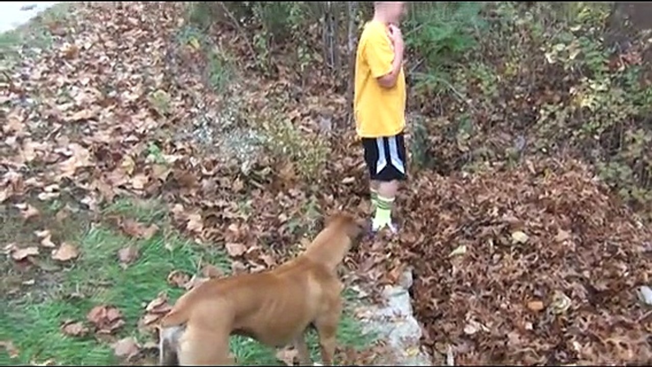 Watch How This Adorable Bulldog Reacts When His Favorite Buddy Suddenly Disappears
