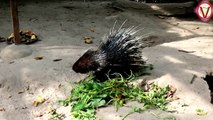 Amazing Porcupine vs wild pig ll hunter attacks porcupine - wild pig