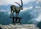 Ibex Goat Jumps Onto Roof at Merlet Park, Gazes Over Stunning French Landscape