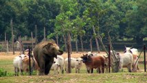 Ce bébé éléphant veut jouer avec les vaches