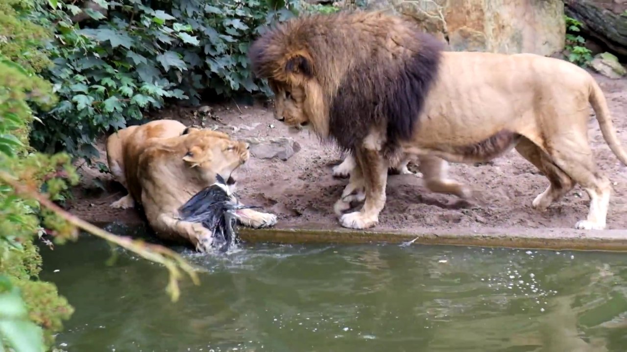 3 lions pour un oiseau au le zoo d'Amsterdam