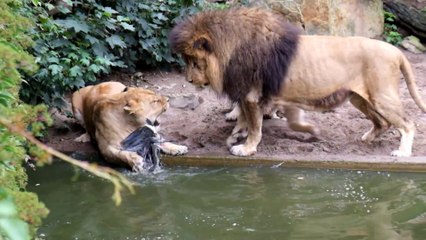 3 lions pour un oiseau au le zoo d'Amsterdam