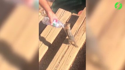 Ce petit écureuil avait très soif... Adorable