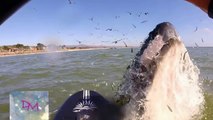 Quand les baleines font de belles surprises aux touristes