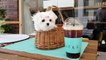 So tiny size maltese puppy Cutest puppies video - Teacup puppies KimsKennelUS