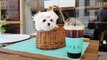 So tiny size maltese puppy Cutest puppies video - Teacup puppies KimsKennelUS