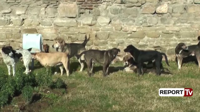 Report Tv - Qentë e rrugës problem në Elbasan, qytetarët: Jemi të rrezikuar