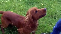 Cocker Spaniels Toby & Willow with Ben.