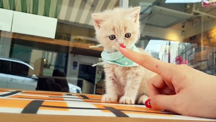 British short hair kitten video so lovely !!! - KimsKennelUS