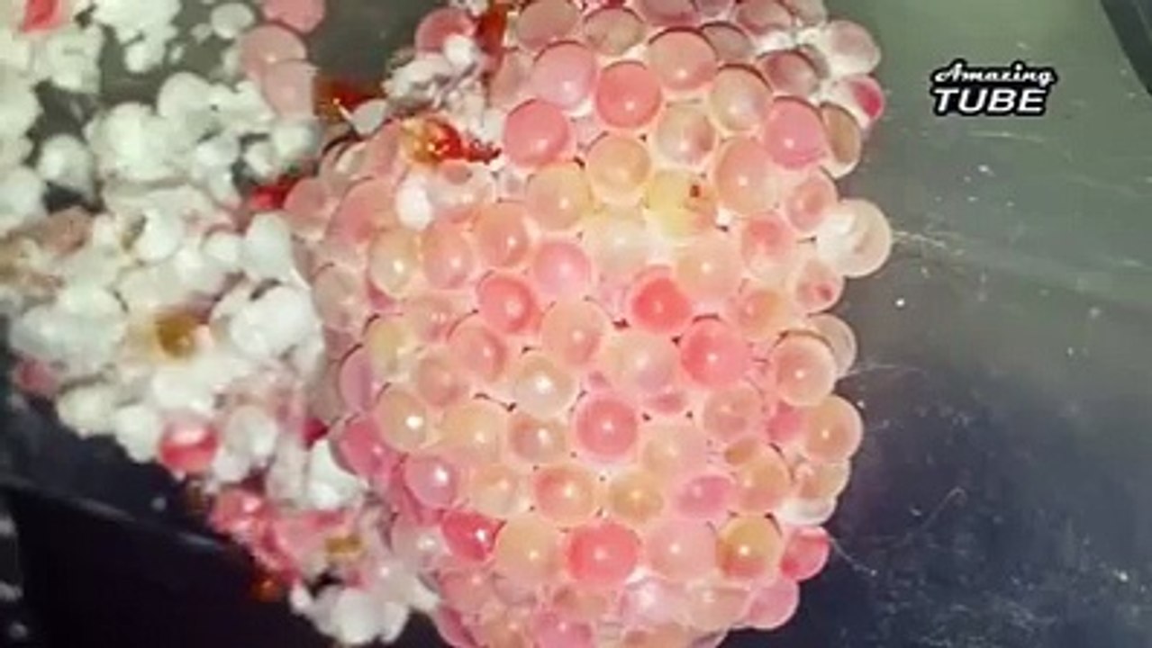 Ốc đẻ trứng ra sao