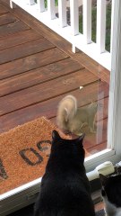 Squirrel Taunts Pack of Cats