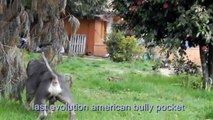 last evolution bullies top american bully pocket