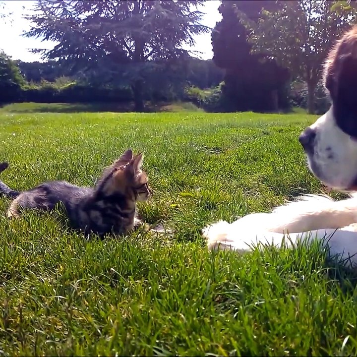 Cute Kittens