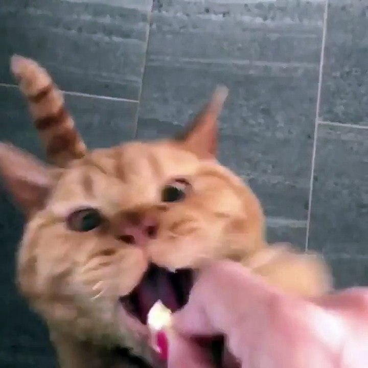 My cat so hungry like a dog & funny cat videos