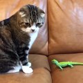 My new cat playing with toys