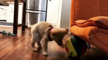 Best Of Cute Golden Retriever Puppies Compilation #25 - Funny Dogs 2018_13-06-2018_1