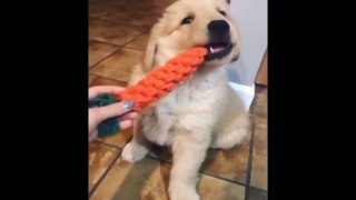 Best Of Cute Golden Retriever Puppies Compilation #27 - Funny Dogs 2018_13-06-2018_1