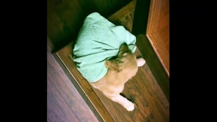 Best Of Cute Golden Retriever Puppies Compilation #25 - Funny Dogs 2018_13-06-2018_3