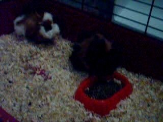 Cochon d'inde Pistache et Cachou