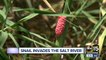 Apple snails invading Salt River