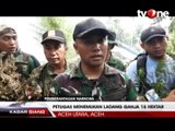 Petugas Musnahkan 15 Hektar Ladang Ganja di Aceh Utara