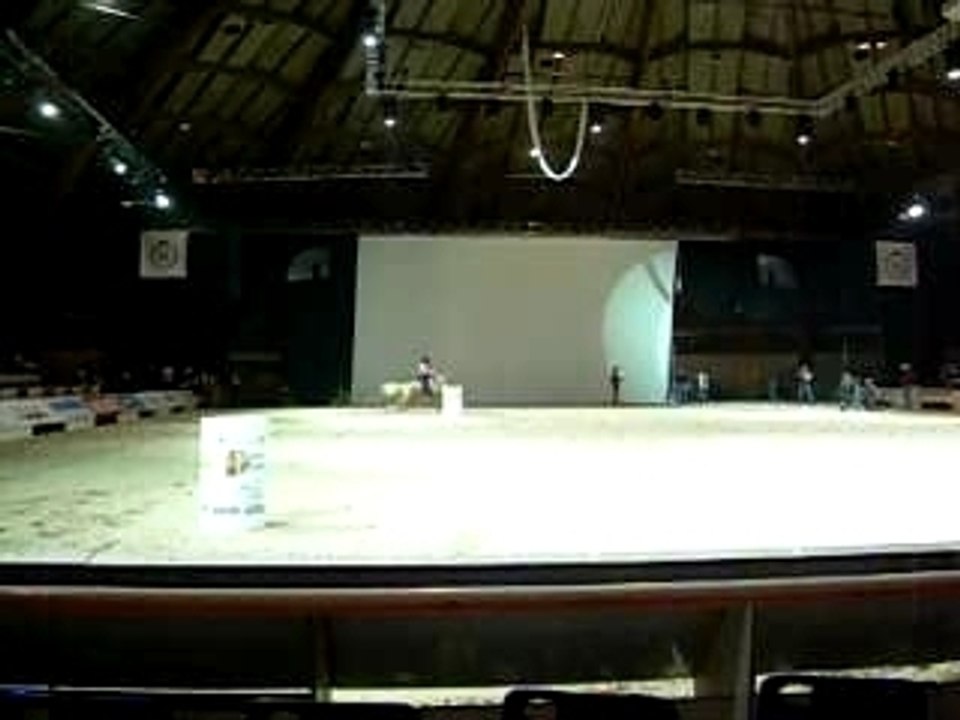 Cheval quarter palomino-monte western-(gagnent)