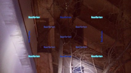 Two territorial raccoons fighting in a thin, tall but strong tree