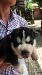 bae Husky Dog Speak Like Human