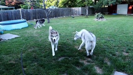 My Dog's Night Routine | Huskies Night Routine 2018