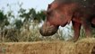 Omg! Hippo swallow Elephant Baby, Elephants save Baby from Hippo - Will Elephants get rescued?