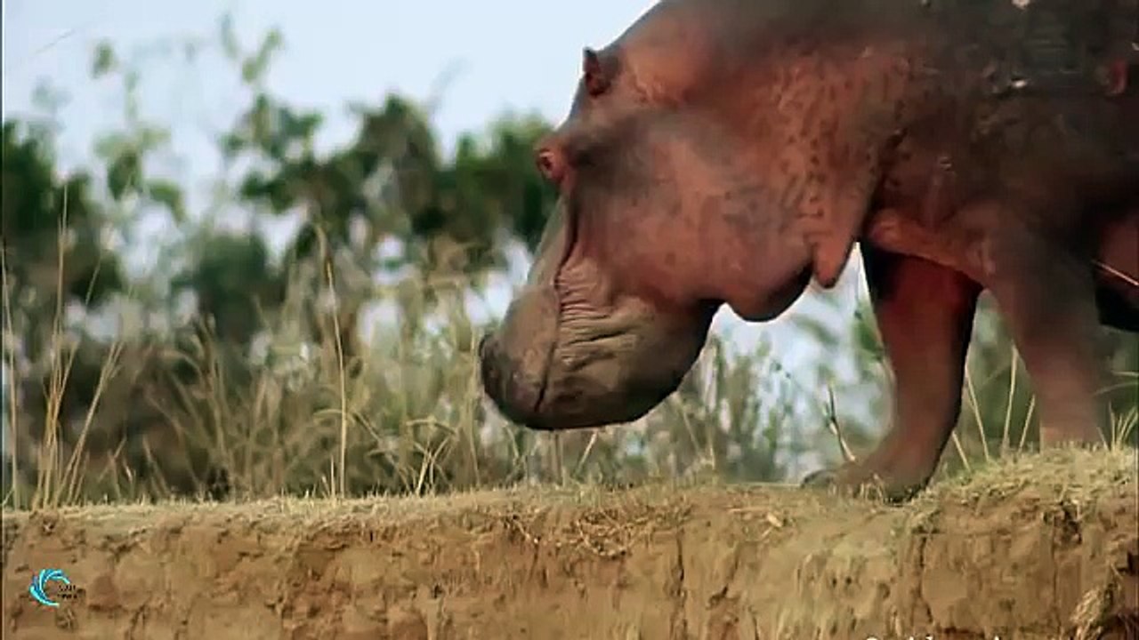 Omg! Hippo swallow Elephant Baby, Elephants save Baby from Hippo - Will Elephants get rescued?
